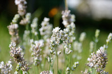 Load image into Gallery viewer, Botanical Wax Melt - White Lavender
