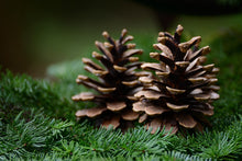 Load image into Gallery viewer, Scots Pine Cone
